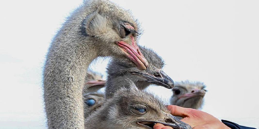 İstanbul’da devekuşu gördü yetiştirmek için Kars’a döndü! Şimdi çiftliğini kuruyor: 7 dönümde sayıları 1 yılda 11’e çıktı 5